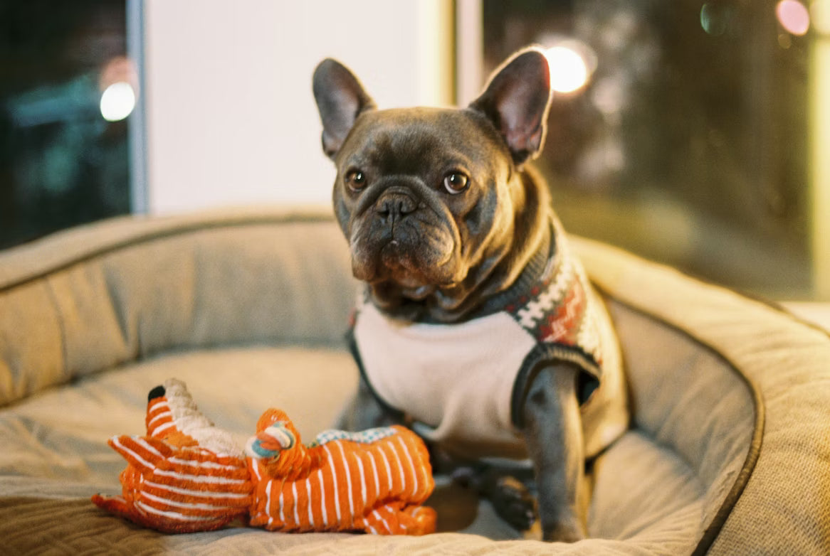 Effective Parasite Prevention and Safe Products for Your Pets