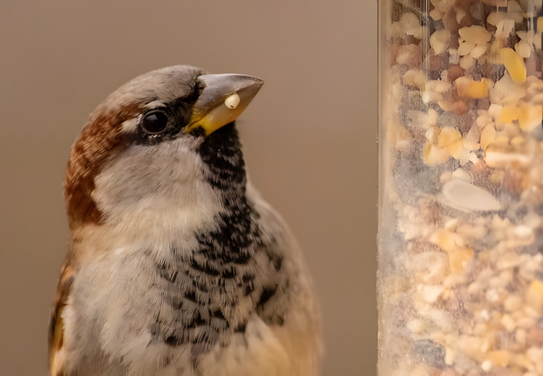 Volkman Super Finch Food: Premium Nutrition for Finches