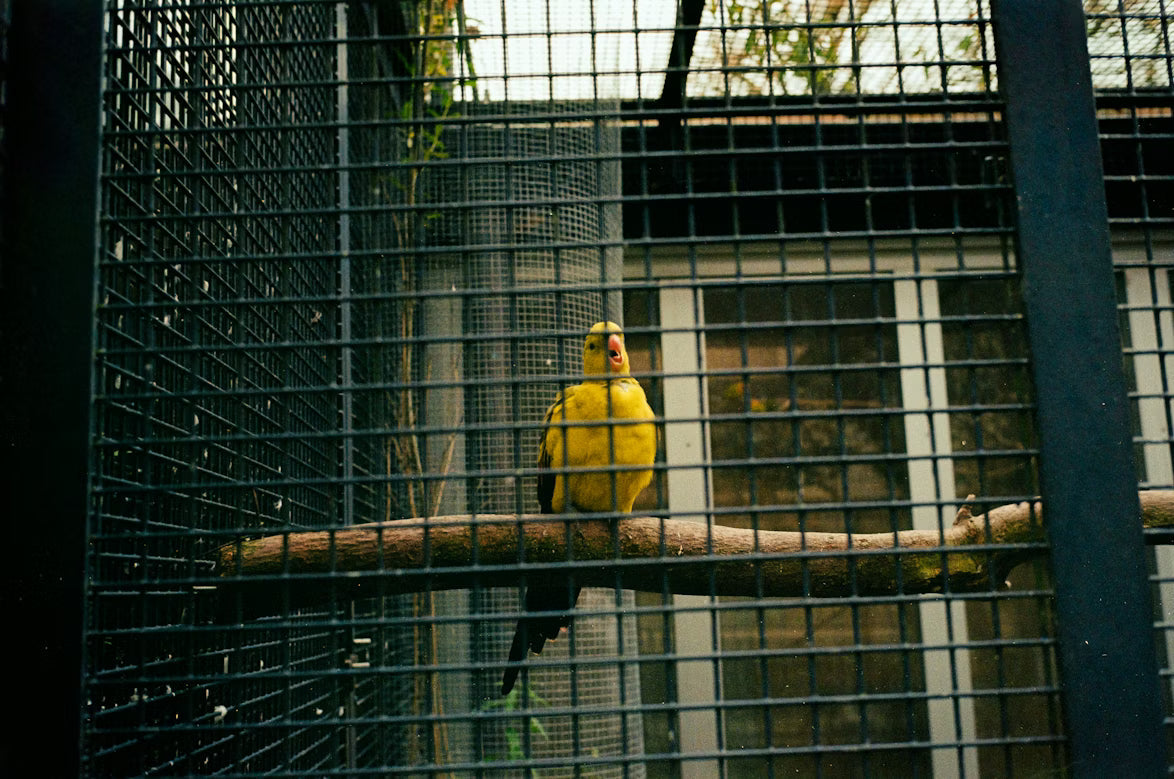 Spacious Large Bird Cages
