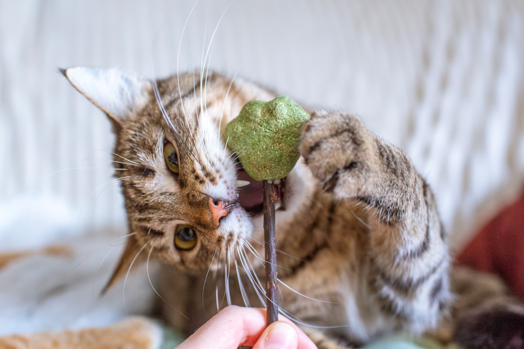 Catnip & Pet Grass Collection: Top 5 Varieties for Feline Joy