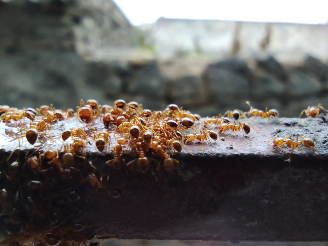 Best Ant Farms for Beginners: Acrylic vs Gel vs Sand (2026 Guide)