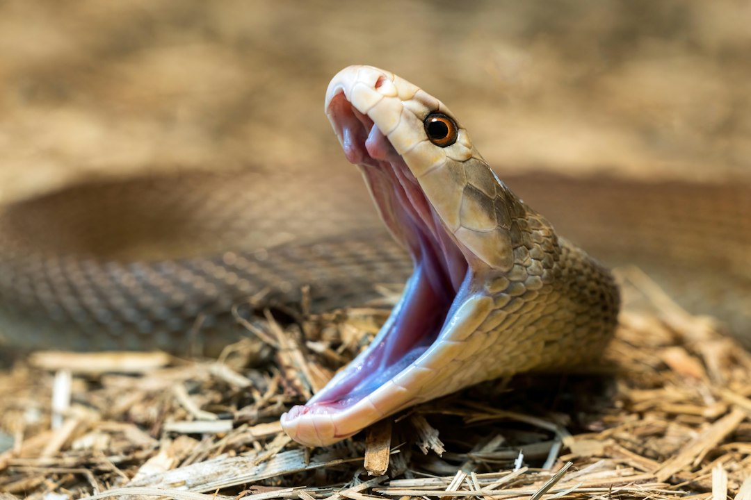 Choosing the Best Snake Bedding Options
