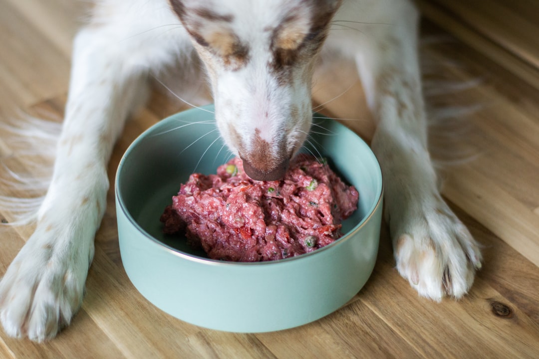 Easy Recipes for Homemade Puppy Training Treats