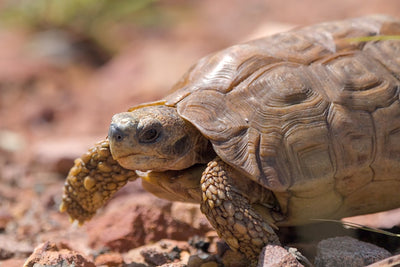 Understanding the Lifespan of Tortoises