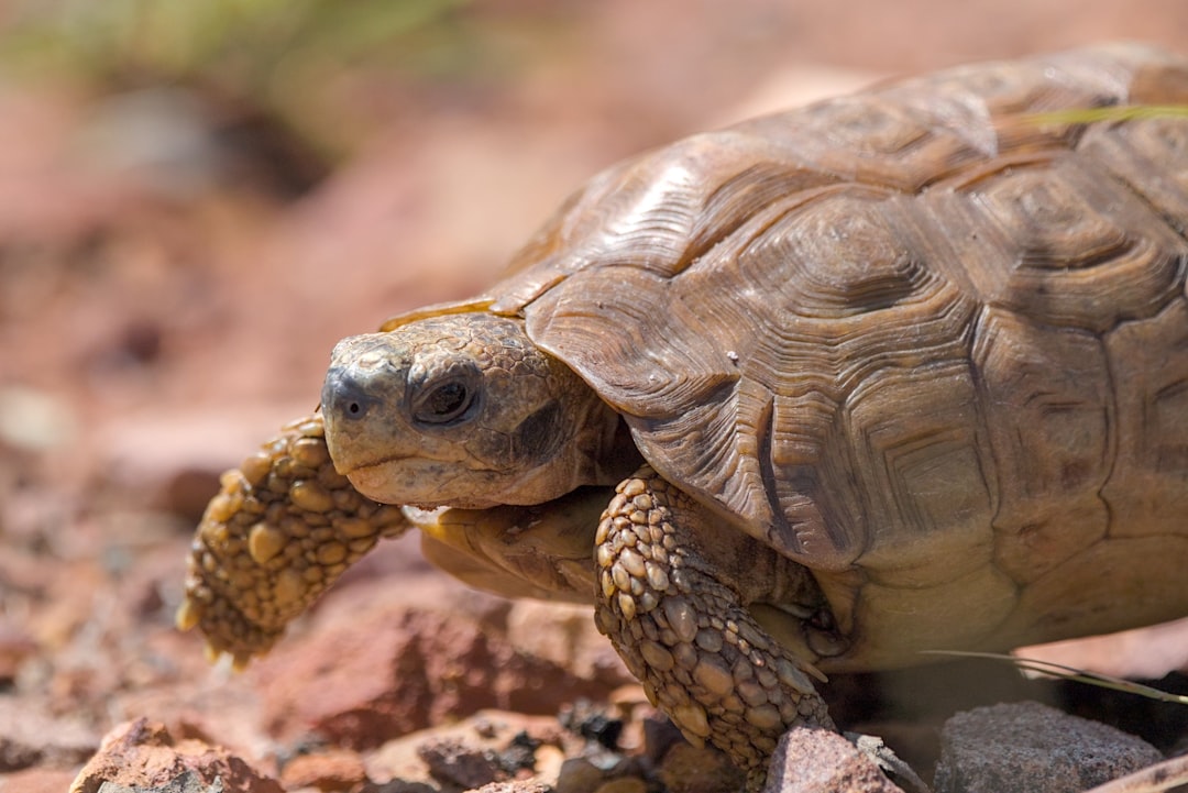 Understanding the Lifespan of Tortoises