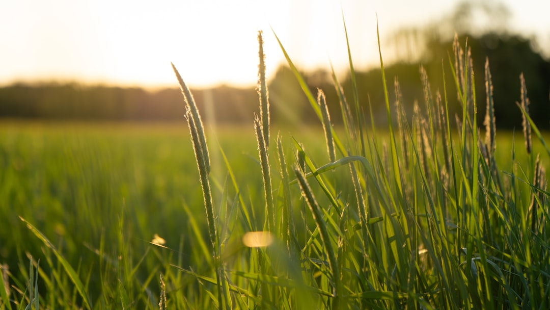Optimal Rabbit Diet: Timothy Hay Nutrition Guide