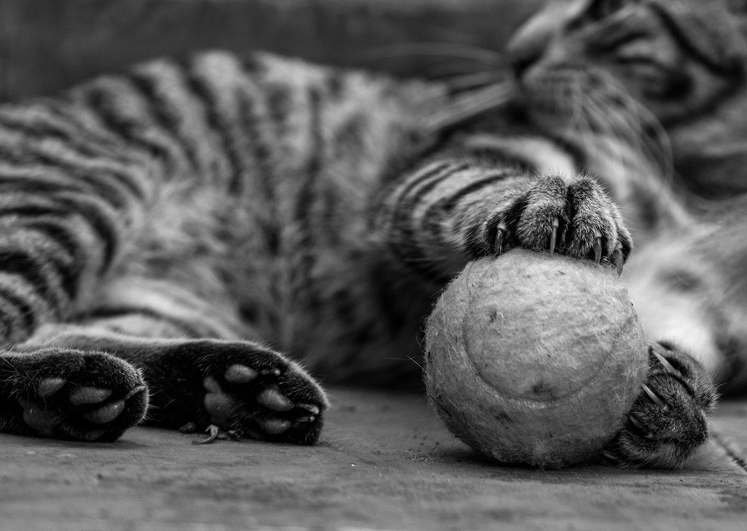 Cat Balls & Enrichment Toys: Ultimate Play Guide