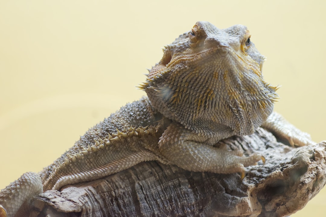 Optimize Reptile Habitats 4x2x2 for Perfect Enclosures