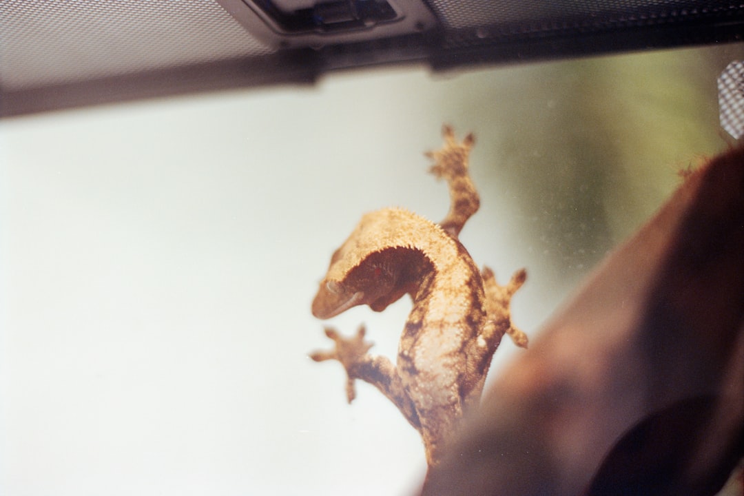 Crested gecko clings to glass with its sticky feet.
