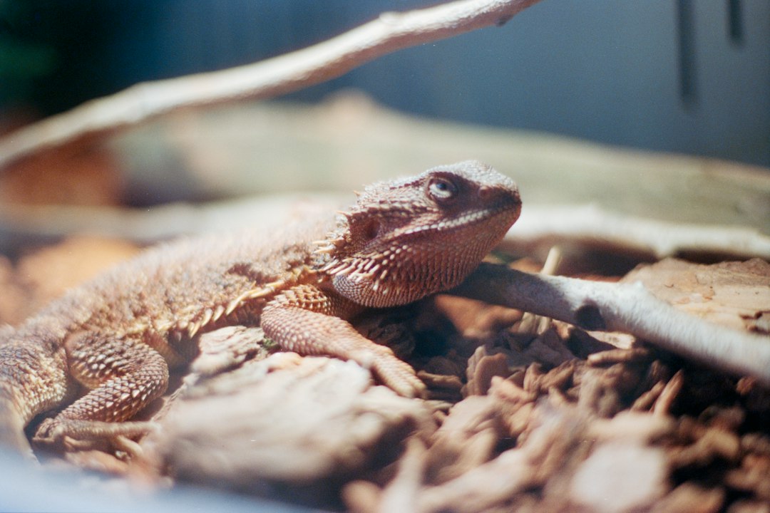 Setting Up a 40 Gallon Bearded Dragon Tank