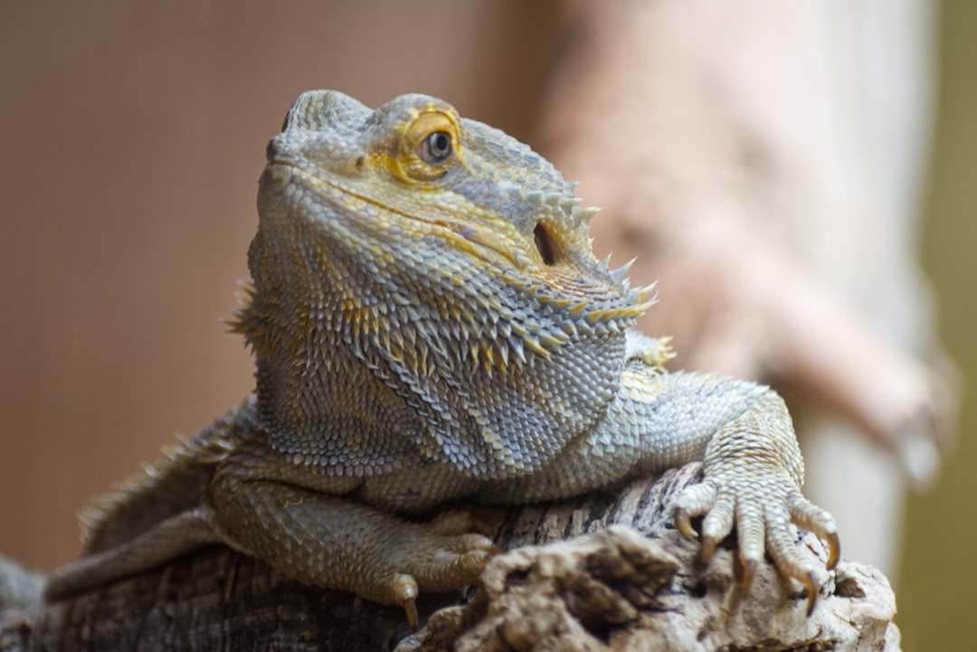 Essential Tips for Bearded Dragon Care