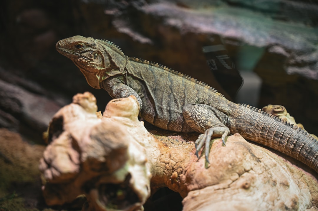 Reptile Terrarium 40 Gallon Setup: A Complete Guide