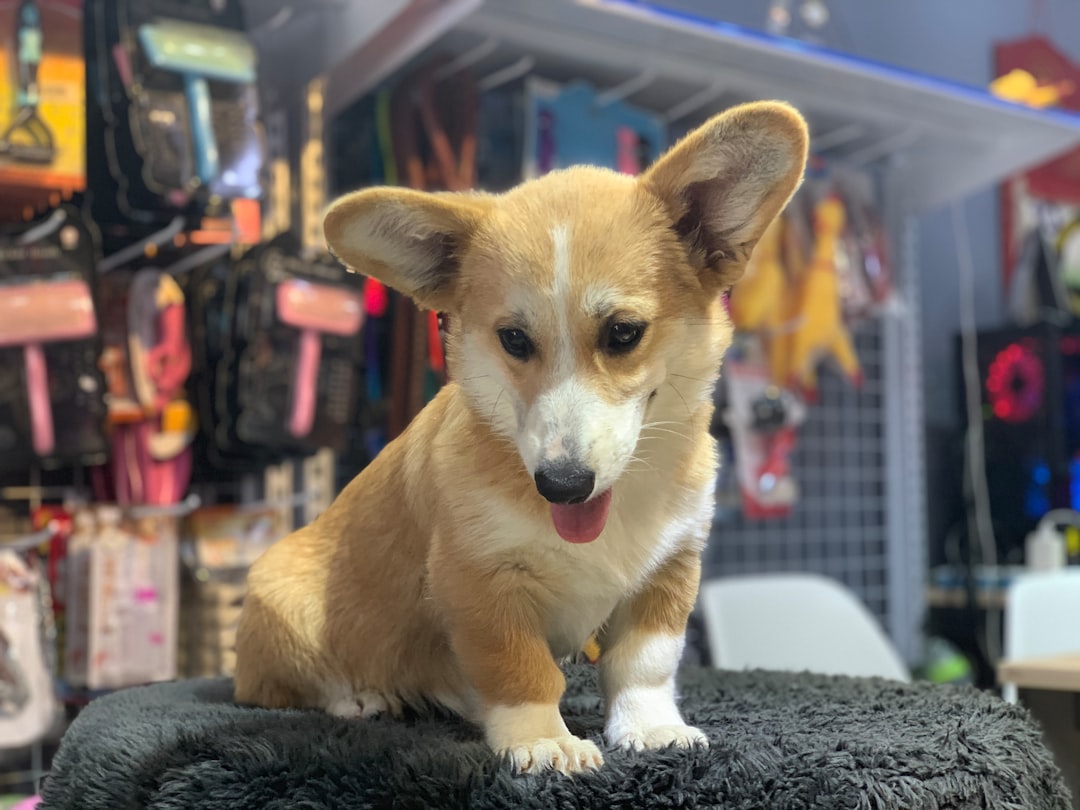What is the return policy at Talis US for pet products