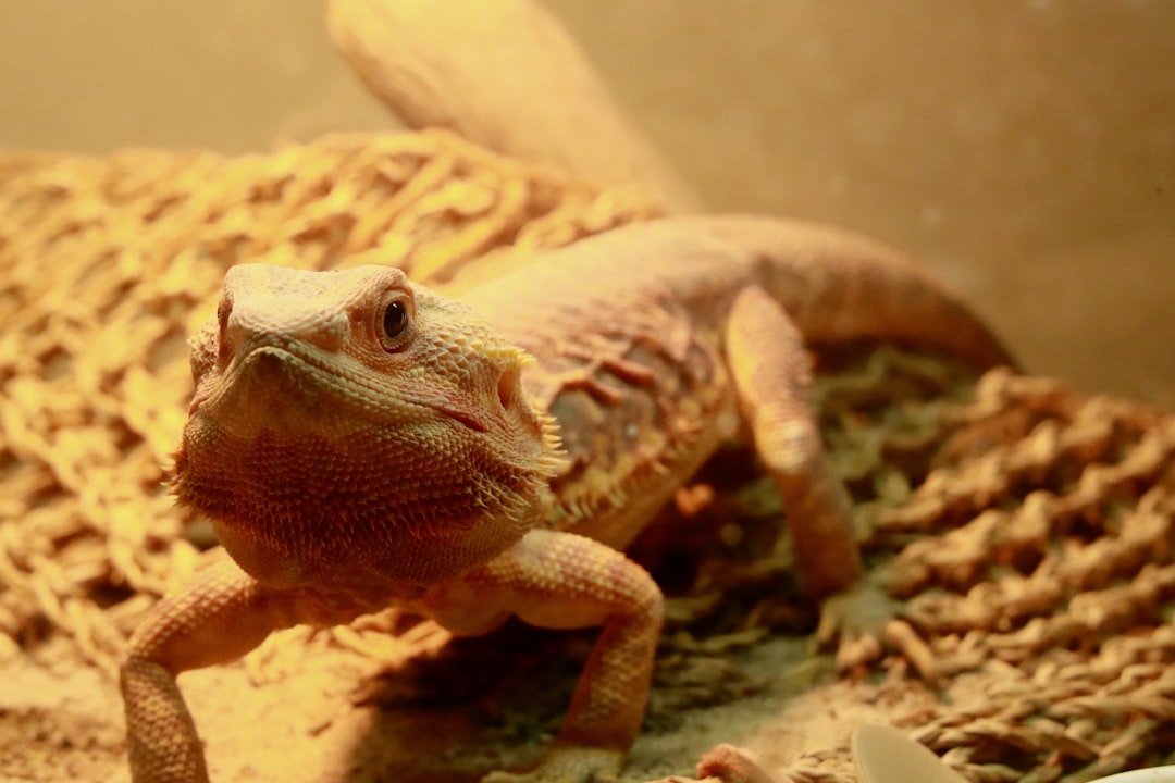 Creating the Perfect Bearded Dragon Vivarium