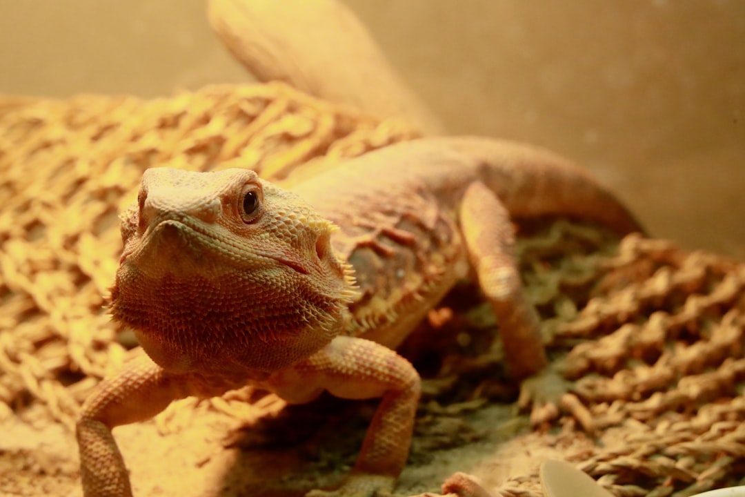 Creating the Perfect Bearded Dragon Vivarium