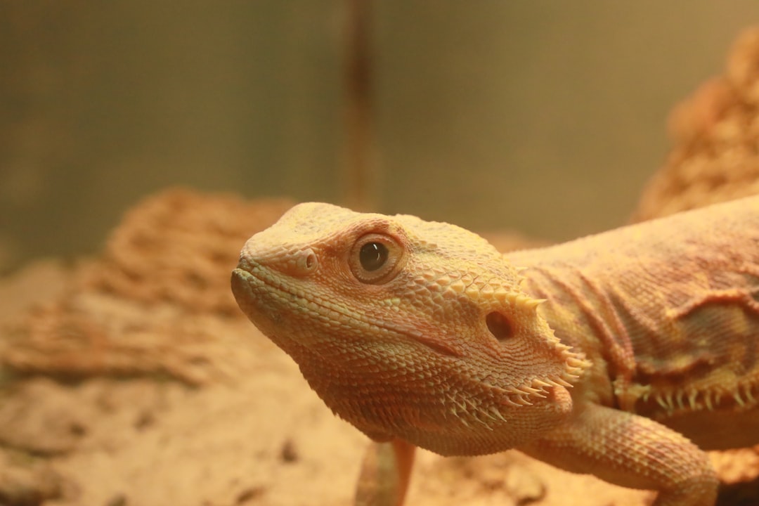 Optimal Setup for a 40 Gallon Bearded Dragon Tank