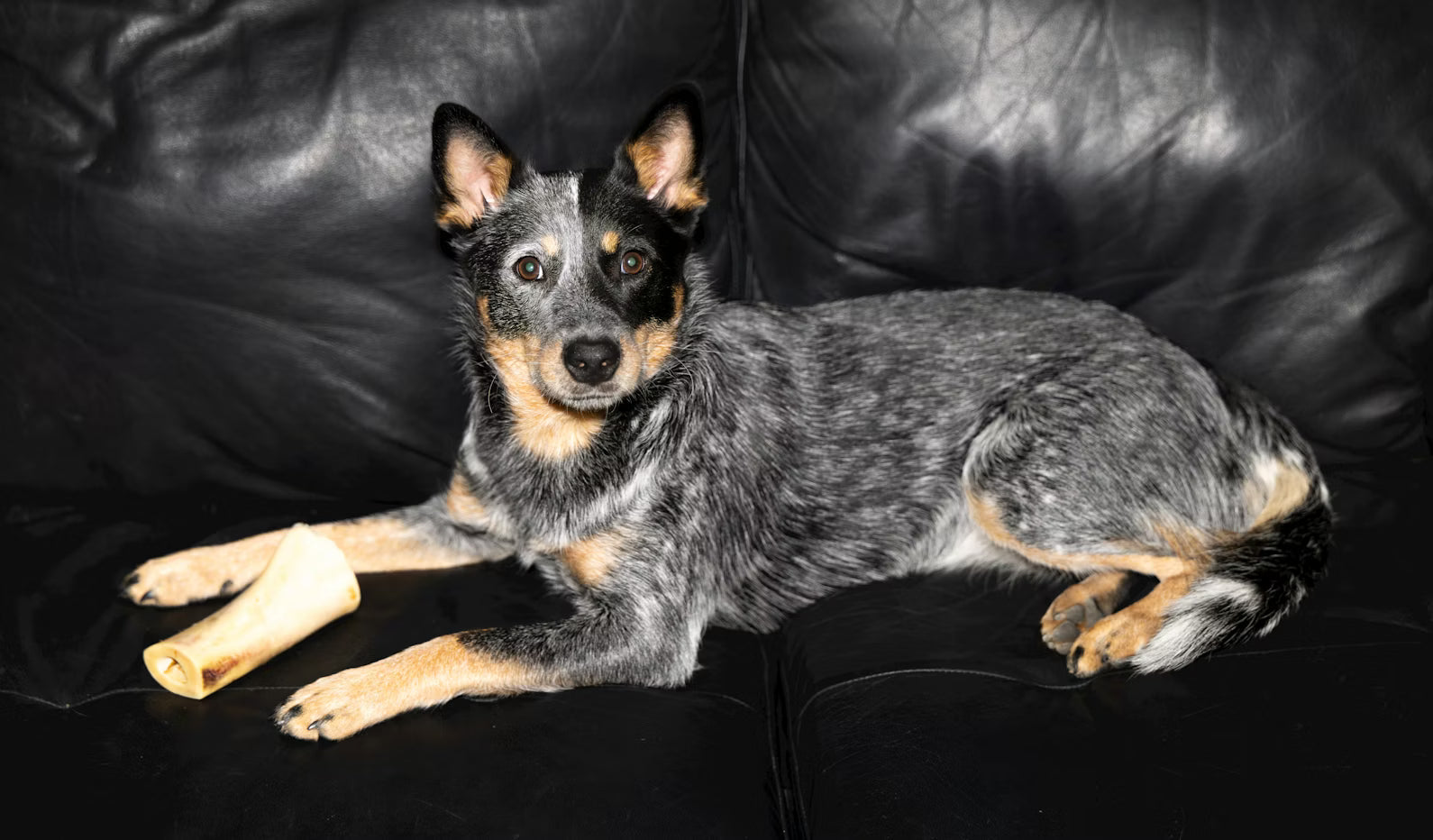 Durable Chew Toys for Dogs