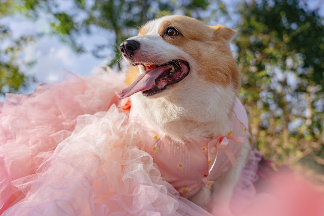 Dog Dresses Collection - Stylish High-Quality Options at Talis-us