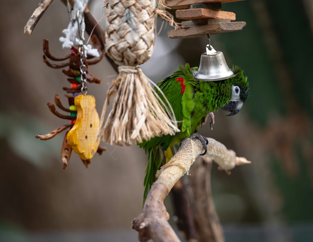 Bird Toys for Parrots: How to Choose the Best Enrichment for Your Bird