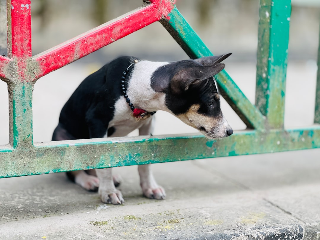 Sardine-Based Dog Food: Ocean Nutrition Benefits Explained