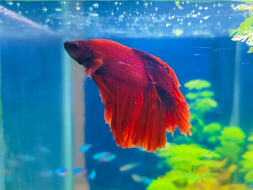 Betta Fish Tank: The Complete Setup Guide for Happy, Healthy Bettas