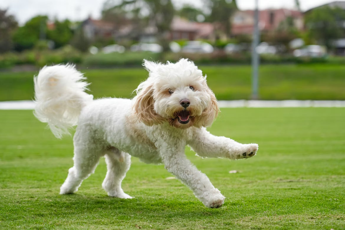 Best High-Protein Dog Food for Active Dogs: A Complete Buyer's Guide
