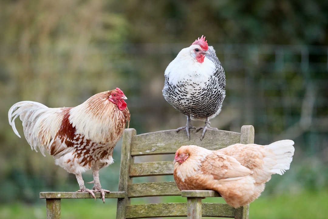 Ultimate Backyard Flock Hub: Build & Maintain