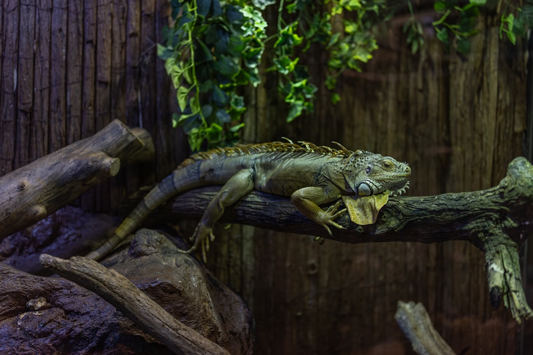 Bearded Dragon Health Warning Signs: What to Watch and When to Call a Vet