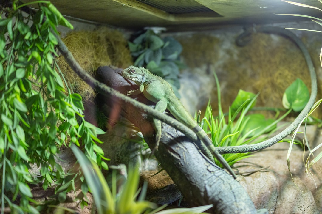 Vivarium Tank Setup: Build a Self-Sustaining Ecosystem