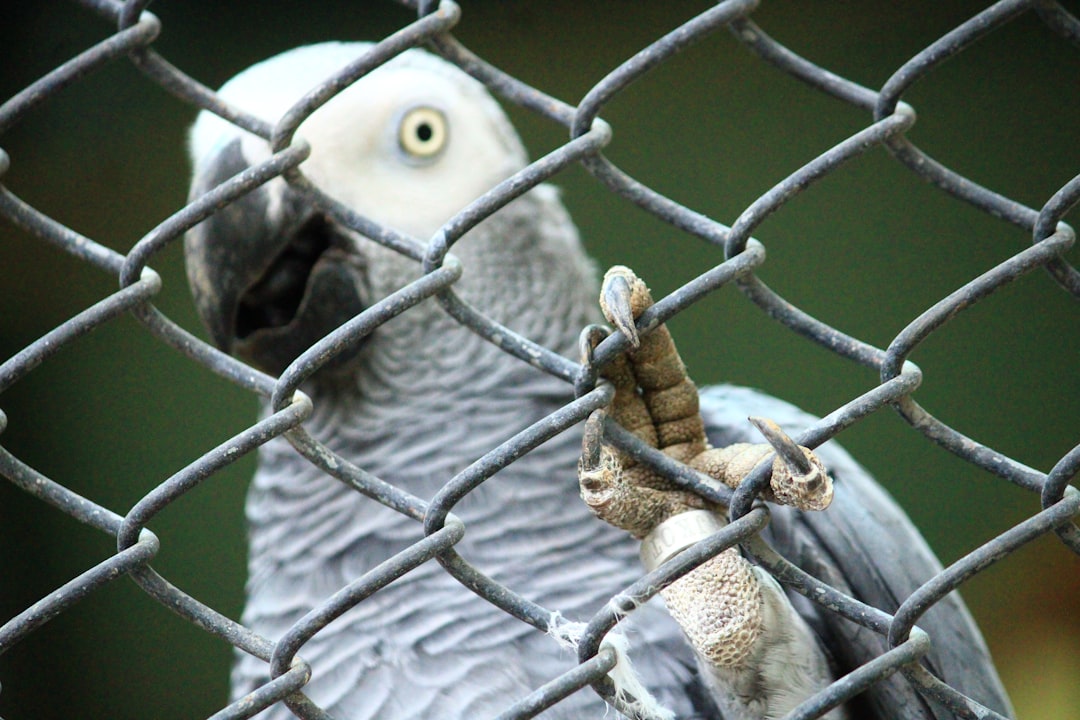 Walk-in aviary vs traditional bird cage