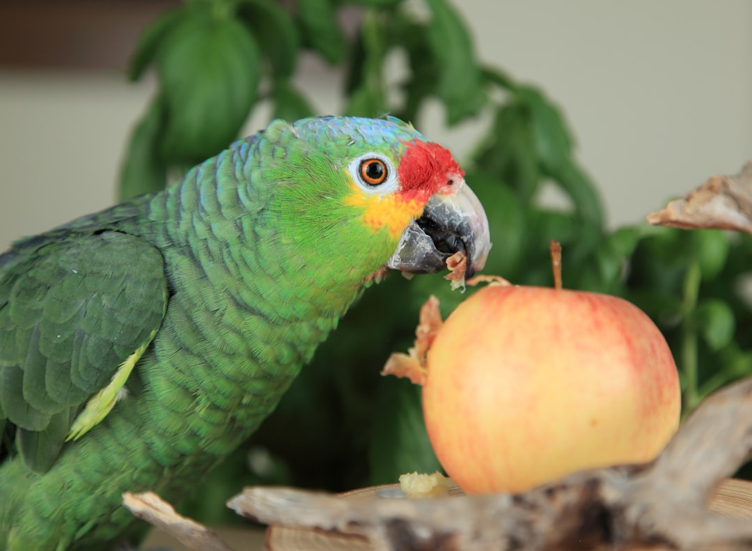 What are the best online stores for bird food and accessories?