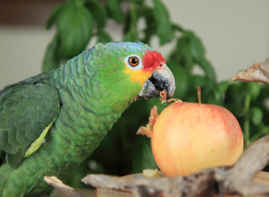 What are the best online stores for bird food and accessories?