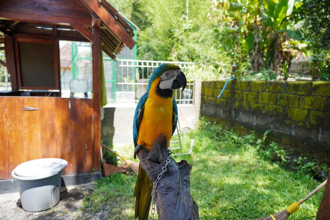 Large bird cage for outdoor parrots