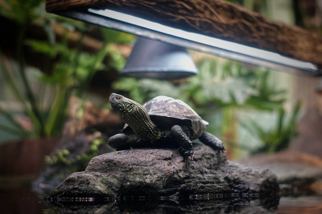 Essential Items for Your Turtle Starter Kit