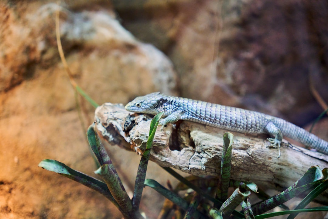 Best Food for Bearded Dragons: A Vet-Backed Feeding Guide