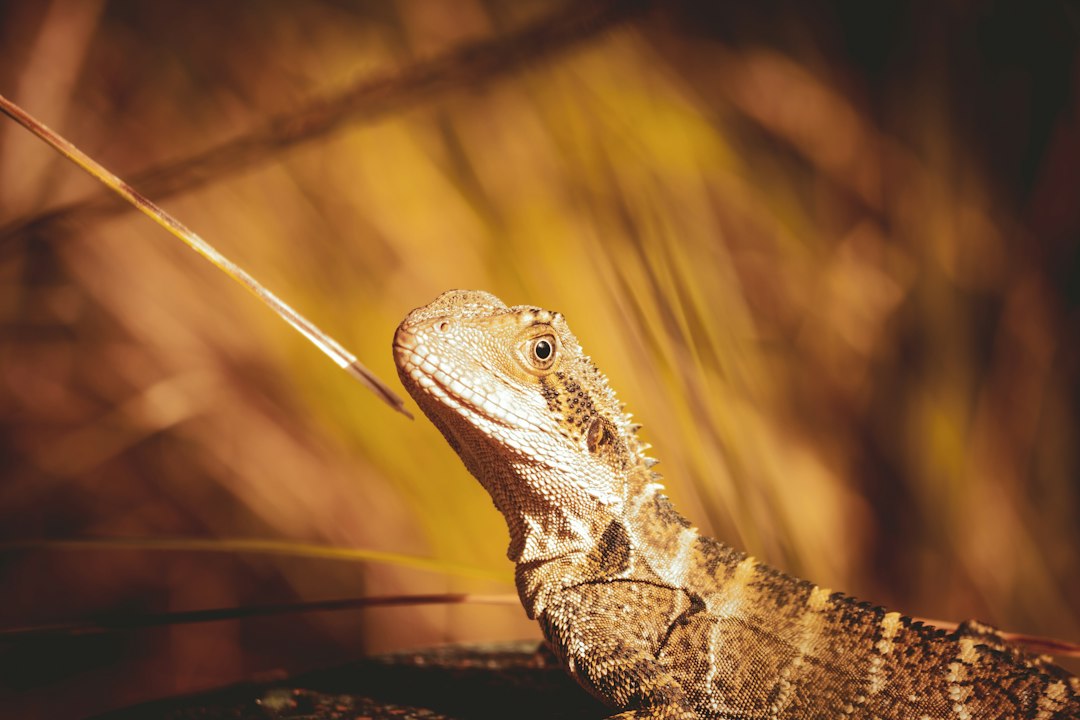 Understanding the Bearded Dragon's Natural Habitat