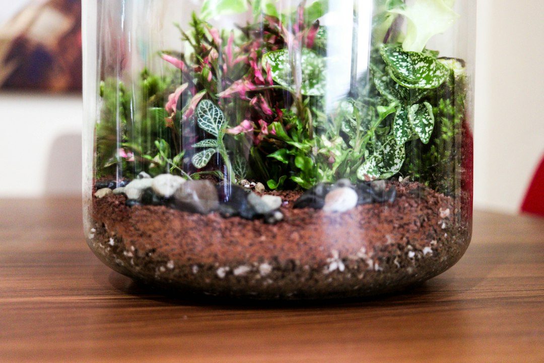 Creating a Stunning Glass Terrarium Display