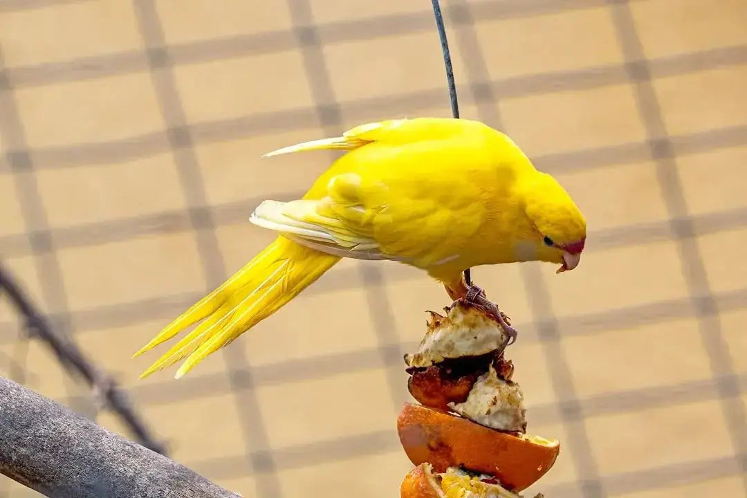 Premium bird food online