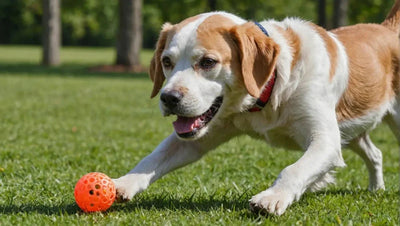 Prevent Boredom in Dogs with Engaging Toys - Talis Us