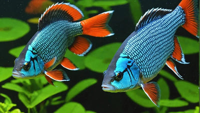 Provide the Best for Your Fish with Top-Quality Fish Supplies - Talis Us