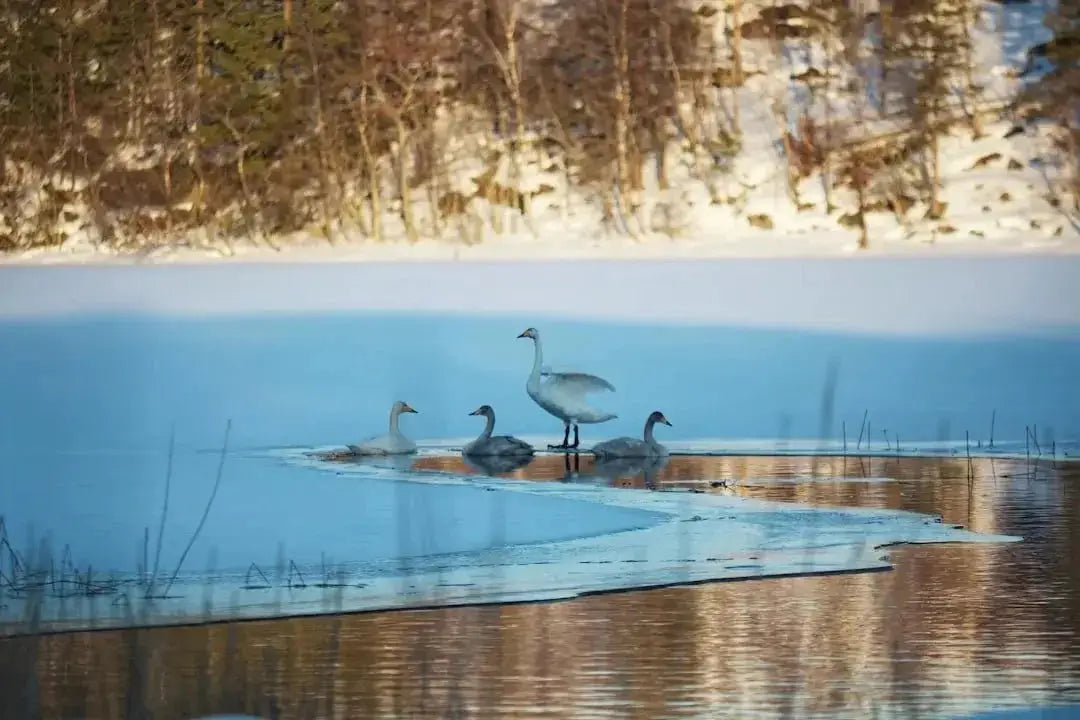 How to provide water for birds in winter