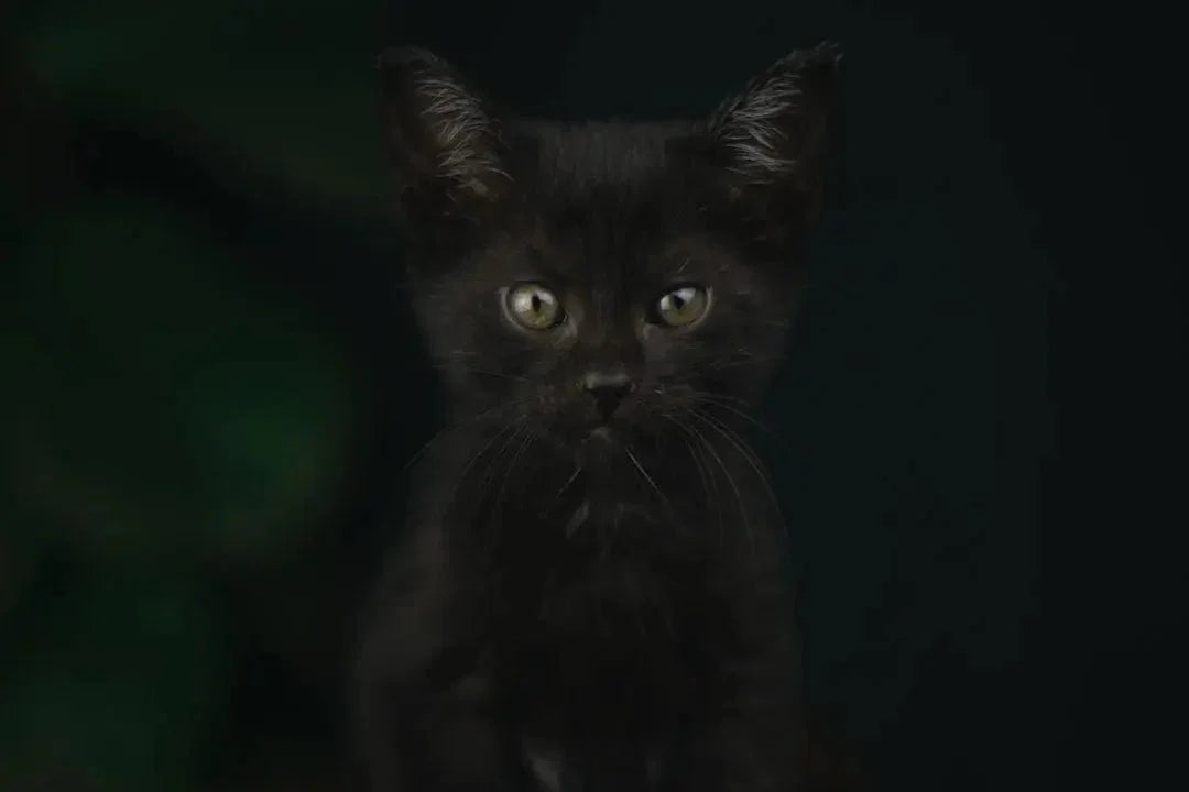 Purr-fect Black Cat Gift Ideas for Cat Lovers