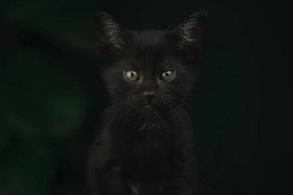 Purr-fect Black Cat Gift Ideas for Cat Lovers