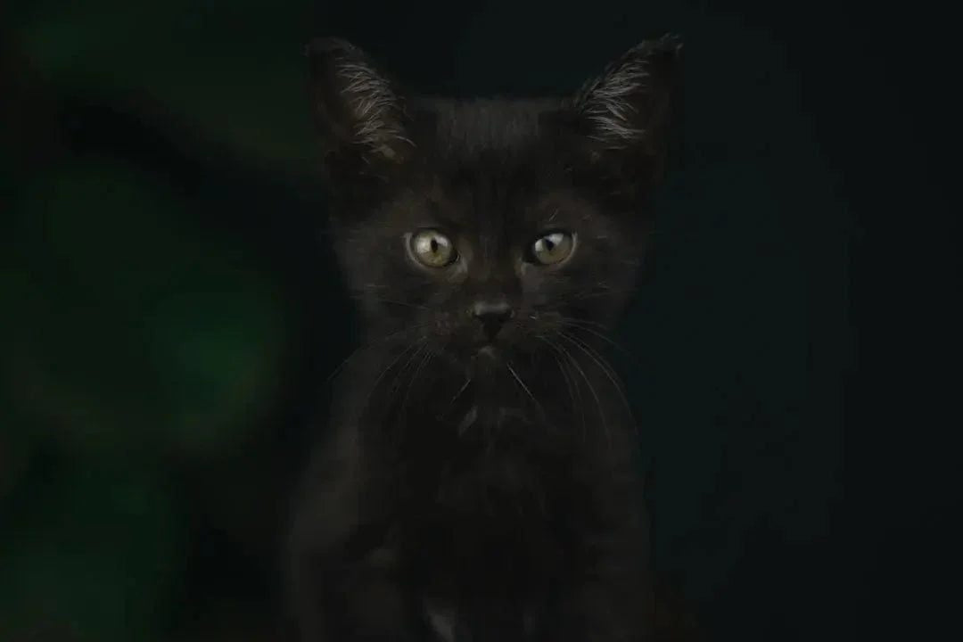 Purr-fect Black Cat Gift Ideas for Cat Lovers