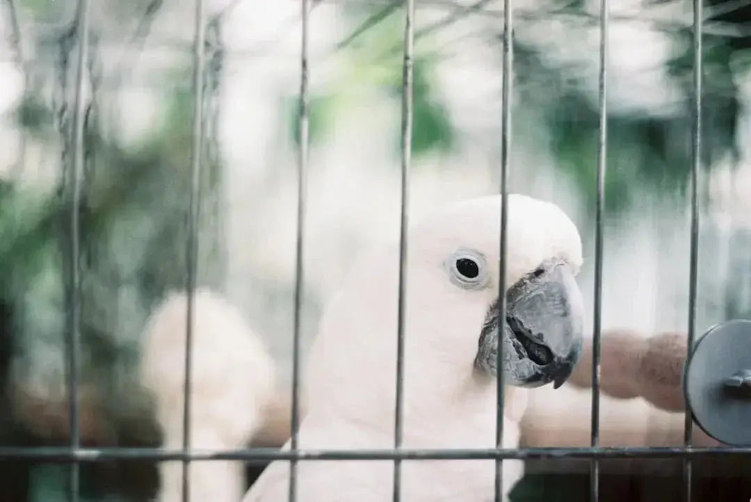 Recommended Welded Aviary Mesh thicknesses for the different species of birds
