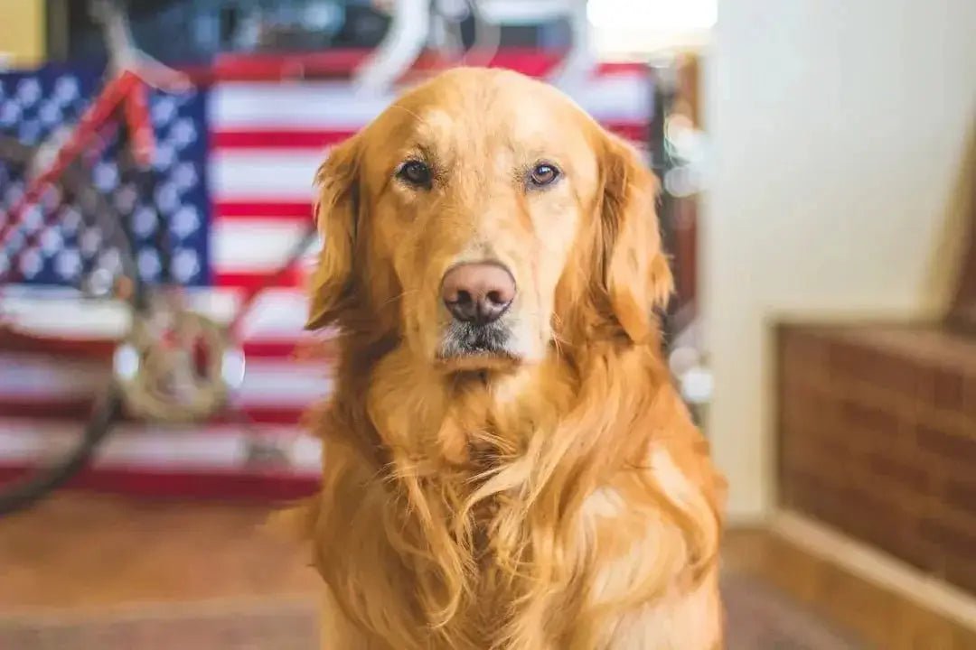 Relieve Your Dog's Teething Pain with These 7 Chew Toys