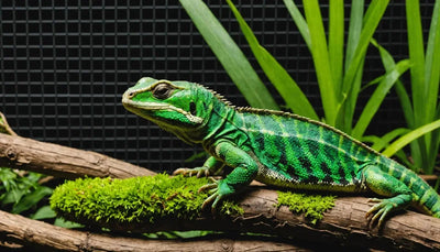 Reptile Cages: The Ultimate Guide - Talis Us