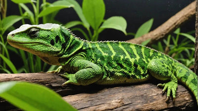 Reptile Enclosure Decor: Enhance Your Reptile's Habitat - Talis Us