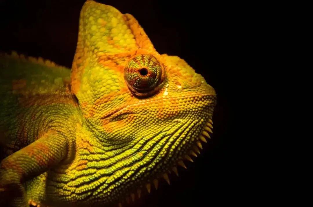 Reptile Lights Hoods Fixtures