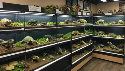 Reptile Pet Stores Near Me - Talis Us